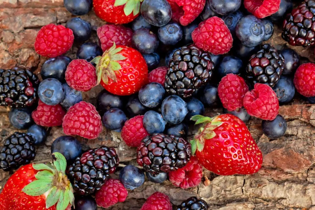 Beeren auf einer Rinde