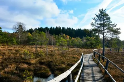 ein Holzweg führt in ein Moor